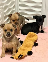 Oakley -- CKC Chihuahua, a male Chihuahua for sale in Shepherd, TX – 3 of 8