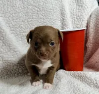 Latte--CKC Chihuahua, a female Chihuahua for sale in Shepherd, TX – 4 of 10