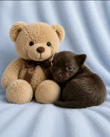 Chance --CKC Chihuahua, a male Chihuahua for sale in Shepherd, TX – 1 of 6