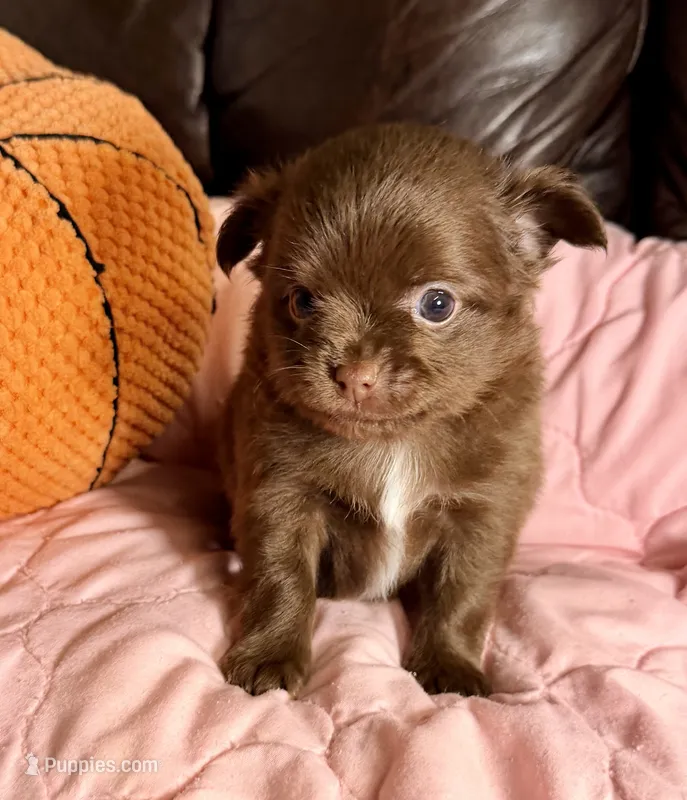Godiva--CKC Chihuahua – Chihuahua puppy for sale in Shepherd, TX