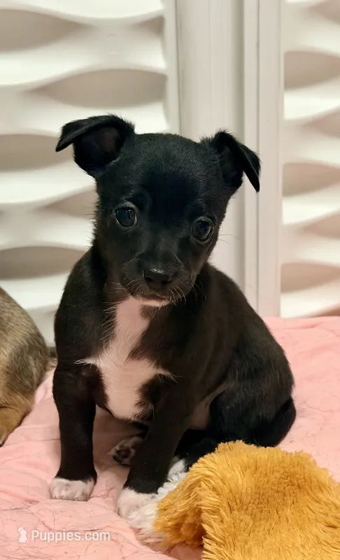Raven--CKC Chihuahua, a female Chihuahua for sale in Shepherd, TX – 1 of 10