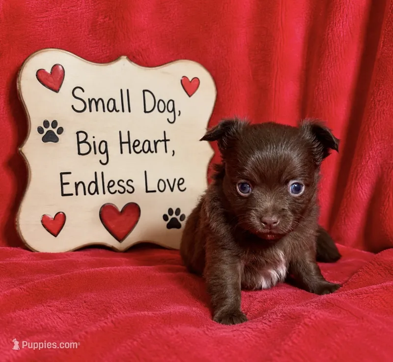 Cash --CKC Chihuahua – Chihuahua puppy for sale in Shepherd, TX