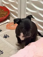 Raven--CKC Chihuahua, a female Chihuahua for sale in Shepherd, TX – 5 of 10