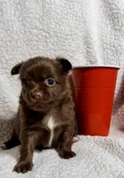 Godiva--CKC Chihuahua, a female Chihuahua for sale in Shepherd, TX – 5 of 10