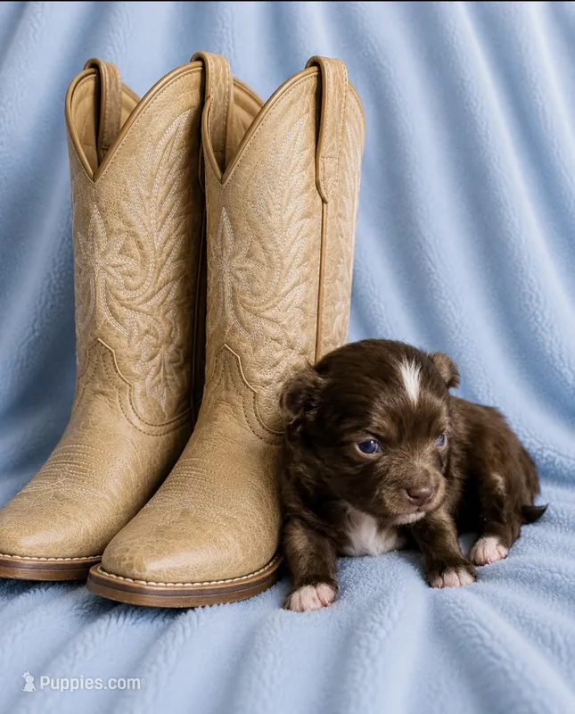 Chief --CKC Chihuahua – Chihuahua puppy for sale in Shepherd, TX
