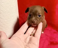 Latte--CKC Chihuahua, a female Chihuahua for sale in Shepherd, TX – 2 of 10