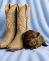 Colt - CKC Chihuahua, a male Chihuahua for sale in Shepherd, TX – 2 of 6