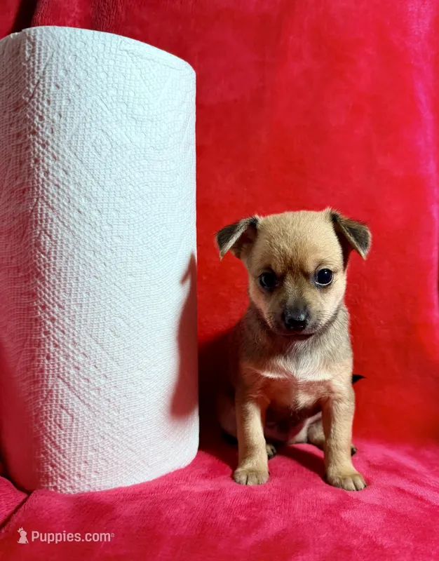 Oakley -- CKC Chihuahua – Chihuahua puppy for sale in Shepherd, TX