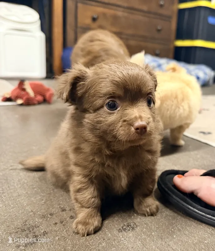 Colt - CKC Chihuahua – Chihuahua puppy for sale in Shepherd, TX