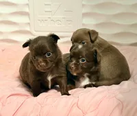 Latte--CKC Chihuahua, a female Chihuahua for sale in Shepherd, TX – 10 of 10
