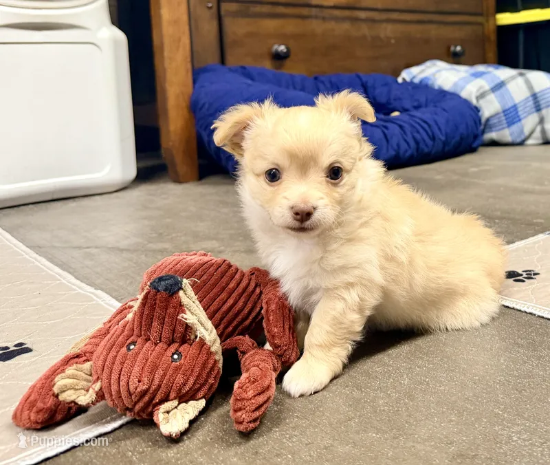 Cade --CKC Chihuahua – Chihuahua puppy for sale in Shepherd, TX