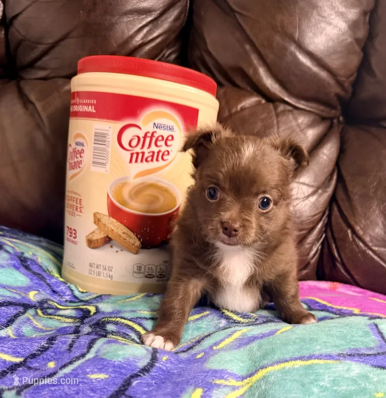 Chief --CKC Chihuahua – Chihuahua puppy for sale in Shepherd, TX