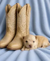 Cade --CKC Chihuahua, a male Chihuahua for sale in Shepherd, TX – 3 of 6