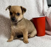 Oakley -- CKC Chihuahua, a male Chihuahua for sale in Shepherd, TX – 5 of 8