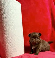 Godiva--CKC Chihuahua, a female Chihuahua for sale in Shepherd, TX – 4 of 10