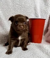 Godiva--CKC Chihuahua, a female Chihuahua for sale in Shepherd, TX – 2 of 10