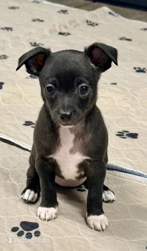 Raven--CKC Chihuahua – Chihuahua puppy for sale in Shepherd, TX