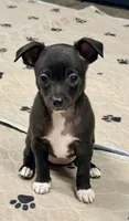 Raven--REDUCED--CKC Chihuahua, a female Chihuahua for sale in Shepherd, TX – 1 of 10