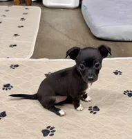 Raven--REDUCED--CKC Chihuahua, a female Chihuahua for sale in Shepherd, TX – 2 of 10