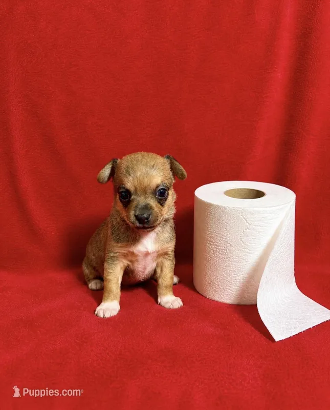 Java--CKC Chihuahua – Chihuahua puppy on hold in Shepherd, TX