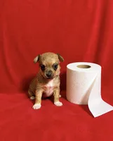 Java--CKC Chihuahua, a male Chihuahua for sale in Shepherd, TX – 1 of 8