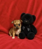 Java--CKC Chihuahua, a male Chihuahua for sale in Shepherd, TX – 3 of 8