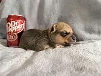 Java--CKC Chihuahua, a male Chihuahua for sale in Shepherd, TX – 6 of 8