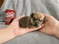 Java--CKC Chihuahua, a male Chihuahua for sale in Shepherd, TX – 4 of 8