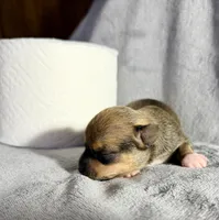 Java--CKC Chihuahua, a male Chihuahua for sale in Shepherd, TX – 5 of 8