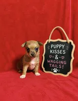 Java--CKC Chihuahua, a male Chihuahua for sale in Shepherd, TX – 2 of 8