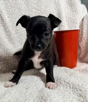 Raven--CKC Chihuahua, a female Chihuahua for sale in Shepherd, TX – 4 of 10