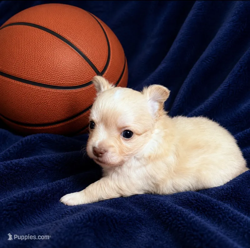 Cade --CKC Chihuahua – Chihuahua puppy for sale in Shepherd, TX