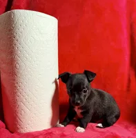 Raven--CKC Chihuahua, a female Chihuahua for sale in Shepherd, TX – 2 of 10