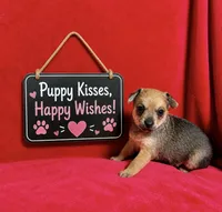 Oakley -- CKC Chihuahua, a male Chihuahua for sale in Shepherd, TX – 4 of 8
