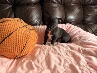 Raven--REDUCED--CKC Chihuahua, a female Chihuahua for sale in Shepherd, TX – 5 of 10