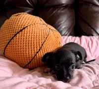 Raven--REDUCED--CKC Chihuahua, a female Chihuahua for sale in Shepherd, TX – 6 of 10