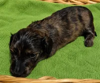 Husk, a male Miniature Dachshund for sale in Las Cruces, NM – 7 of 10