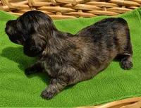 Husk, a male Miniature Dachshund for sale in Las Cruces, NM – 2 of 10