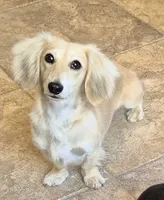 Husk, a male Miniature Dachshund for sale in Las Cruces, NM – 8 of 10