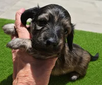 Husk, a male Miniature Dachshund for sale in Las Cruces, NM – 4 of 10