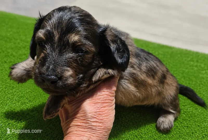 Husk – Miniature Dachshund puppy for sale in Las Cruces, NM