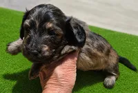 Husk, a male Miniature Dachshund for sale in Las Cruces, NM – 1 of 10