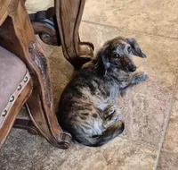 Husk, a male Miniature Dachshund for sale in Las Cruces, NM – 10 of 10