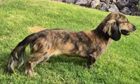 Husk, a male Miniature Dachshund for sale in Las Cruces, NM – 9 of 10