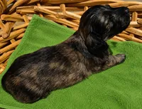 Husk, a male Miniature Dachshund for sale in Las Cruces, NM – 3 of 10
