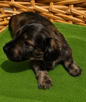 Husk, a male Miniature Dachshund for sale in Las Cruces, NM – 6 of 10