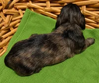 Husk, a male Miniature Dachshund for sale in Las Cruces, NM – 5 of 10