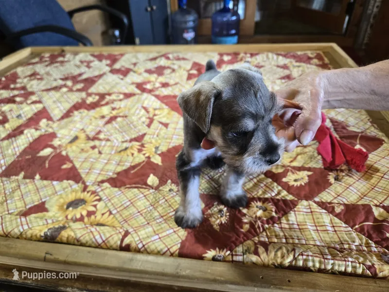 Mr.Beans – Miniature Schnauzer puppy for sale in Blanchard, OK