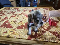 Mr.Beans, a male Miniature Schnauzer for sale in Blanchard, OK – 1 of 3