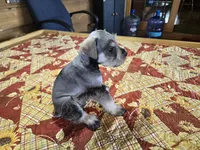 Mr.Beans, a male Miniature Schnauzer for sale in Blanchard, OK – 3 of 3